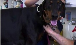 最新台湾狗崽爆料新闻报道,最新独家新闻揭秘